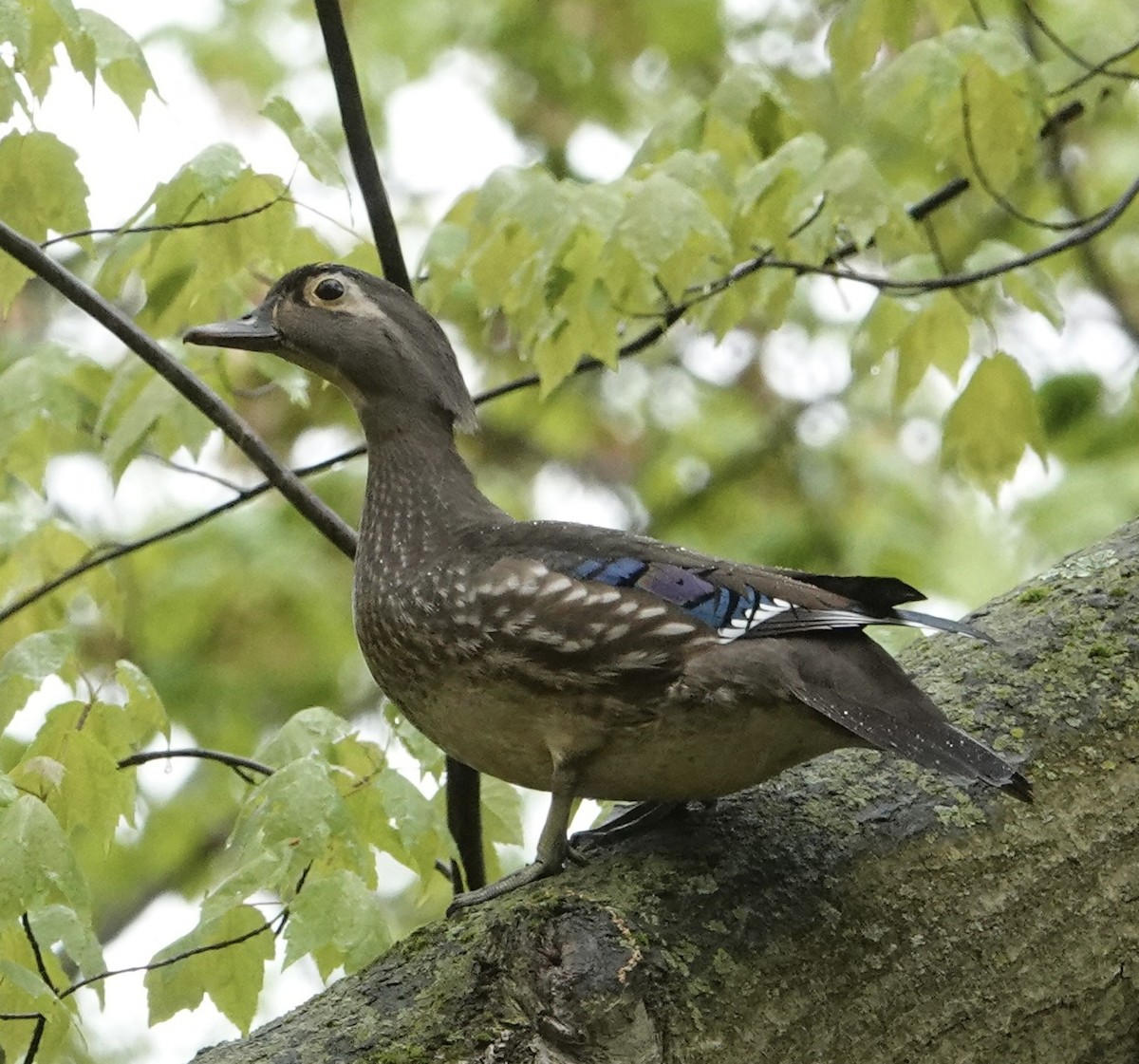 Wood Duck - ML566212391