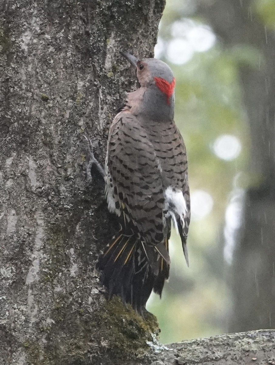 Northern Flicker (Yellow-shafted) - ML566212451