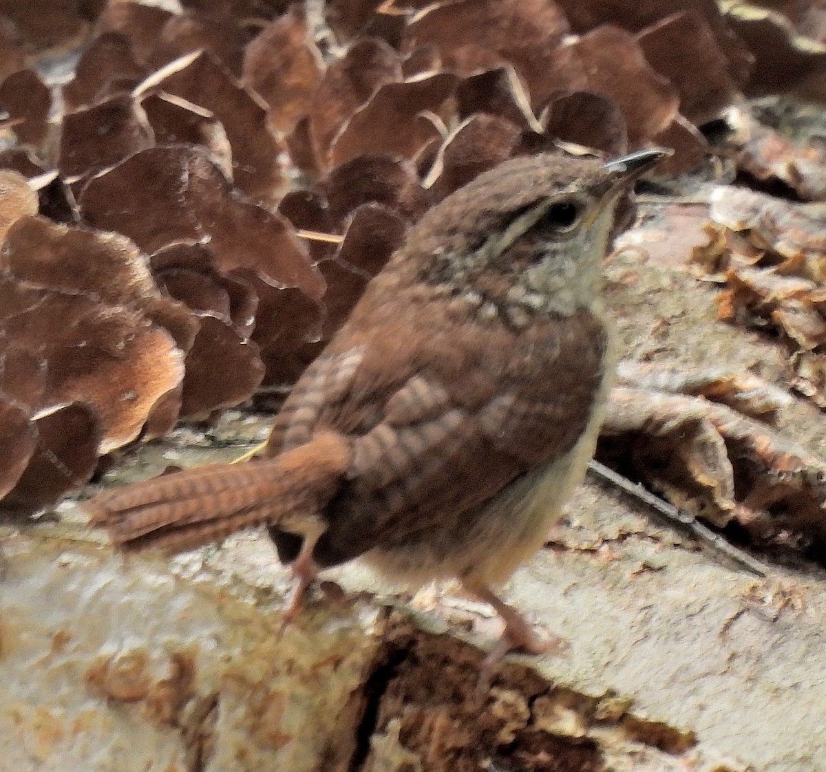 Carolina Wren - ML566212671