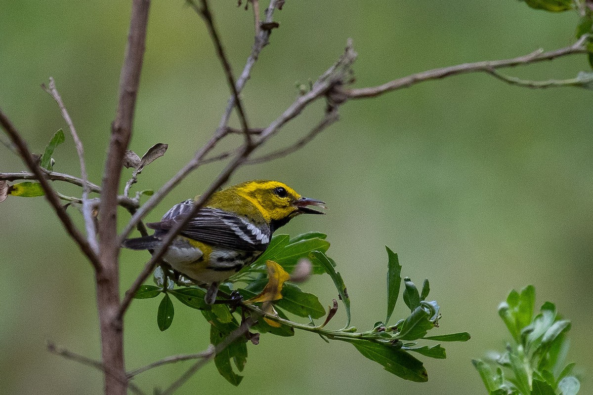 Black-throated Green Warbler - ML566213691