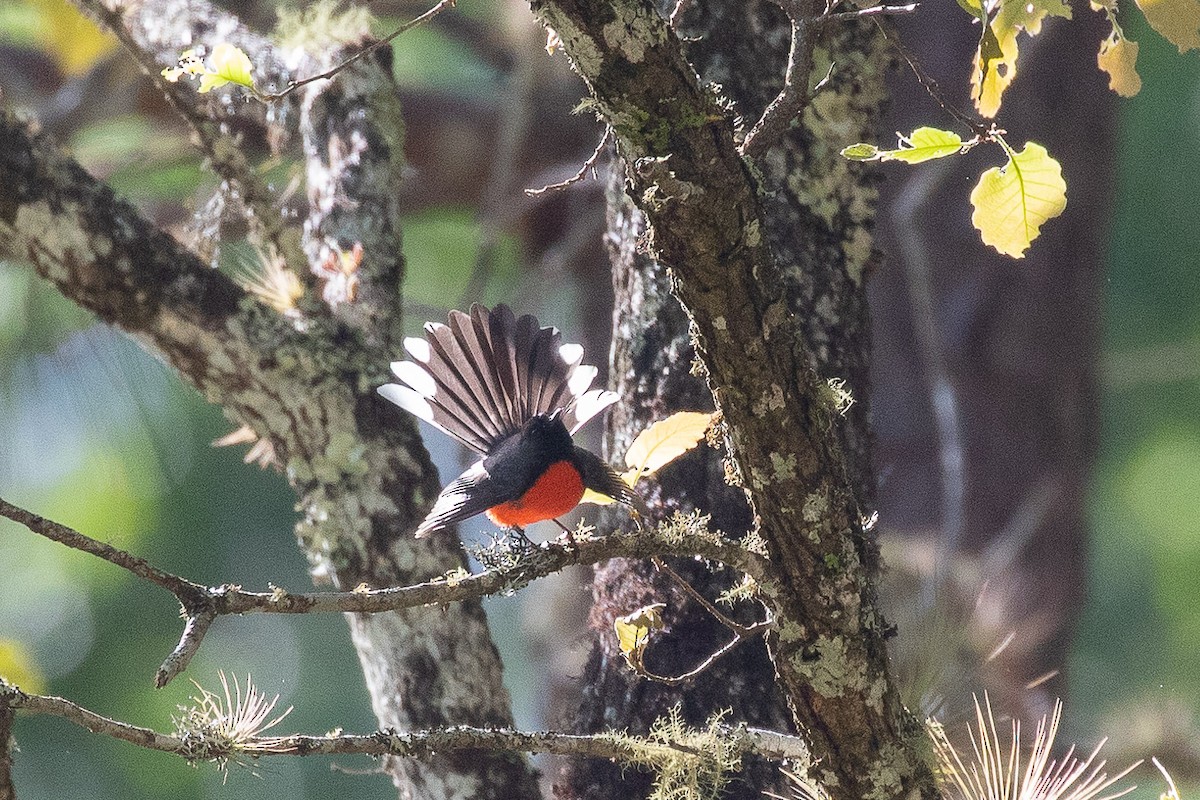 Slate-throated Redstart - ML566214401