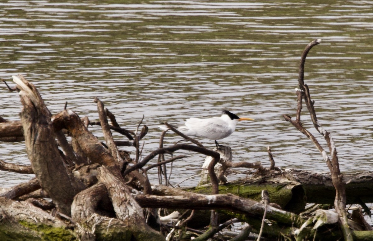 Elegant Tern - ML566215911