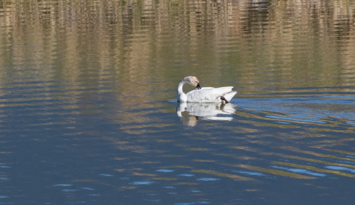 Tundra Swan - ML566216121