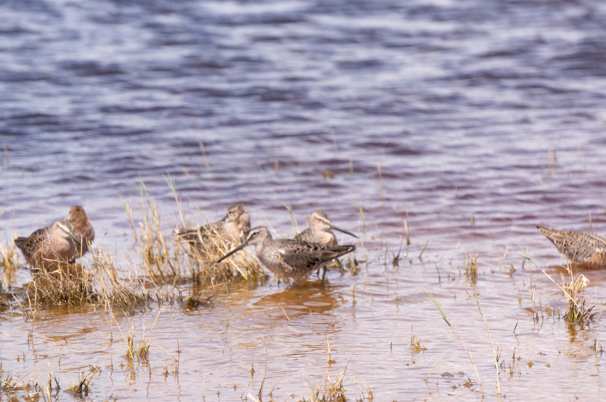 Long-billed Dowitcher - ML566216451