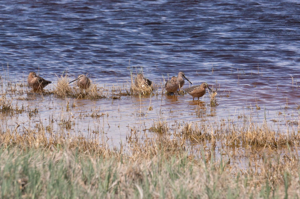 Long-billed Dowitcher - ML566216461