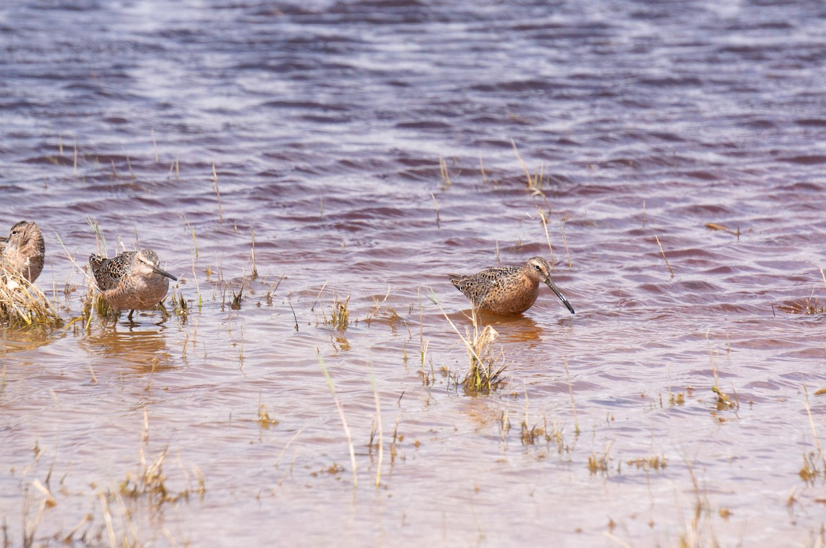 Long-billed Dowitcher - ML566216471