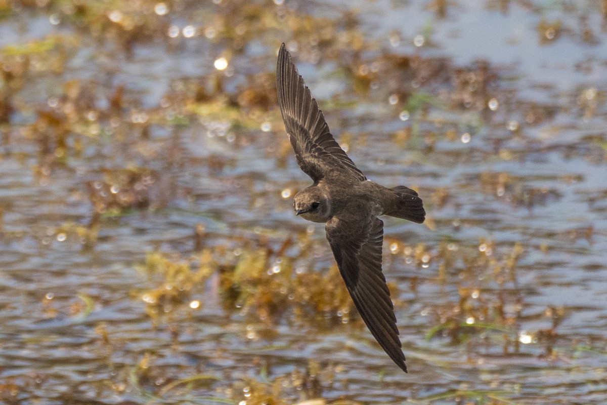 Northern Rough-winged Swallow - ML566216921