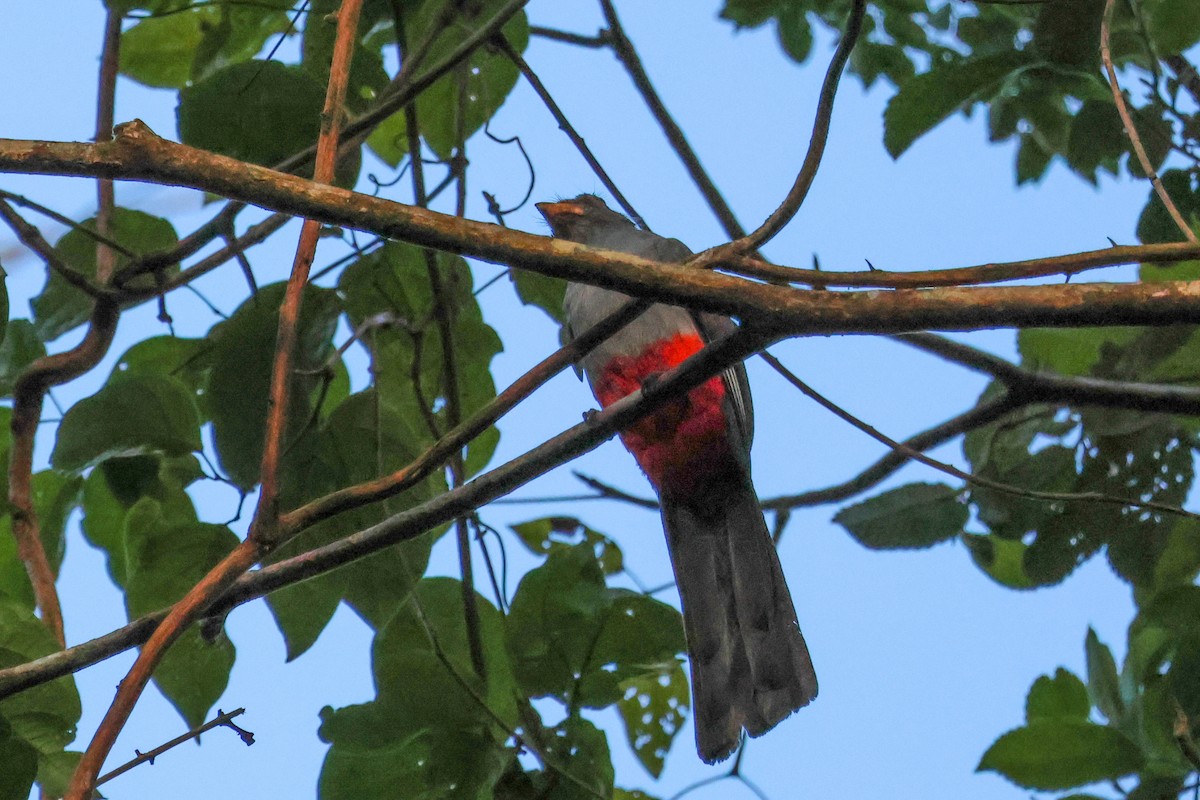 Black-tailed Trogon (Large-tailed) - ML566217251