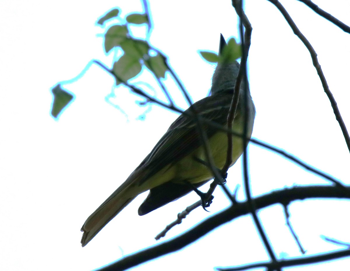 Great Crested Flycatcher - ML566217361