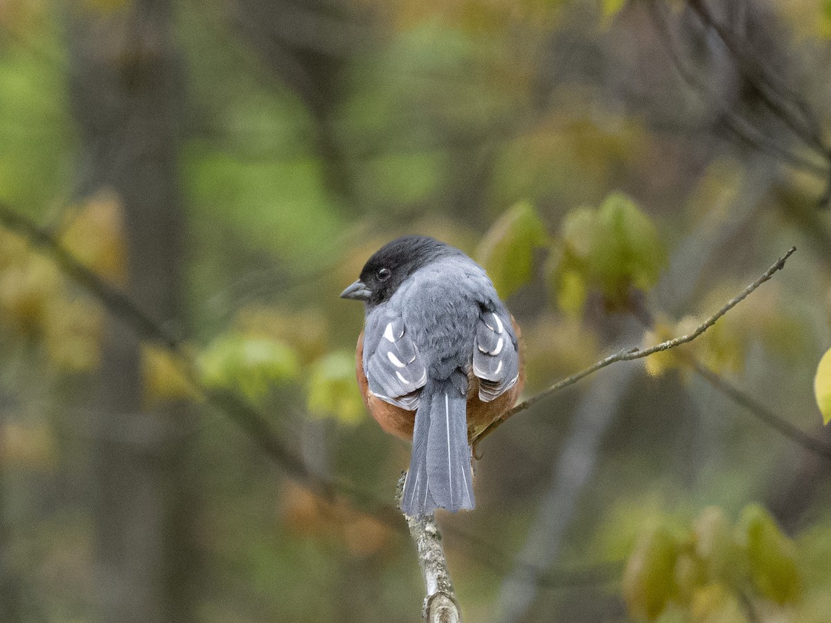 Eastern Towhee - ML566218141