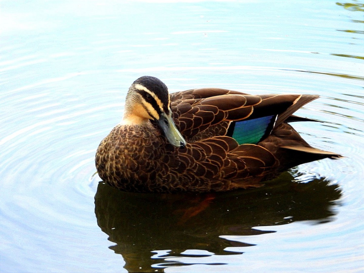 Pacific Black Duck - Irene Daniel