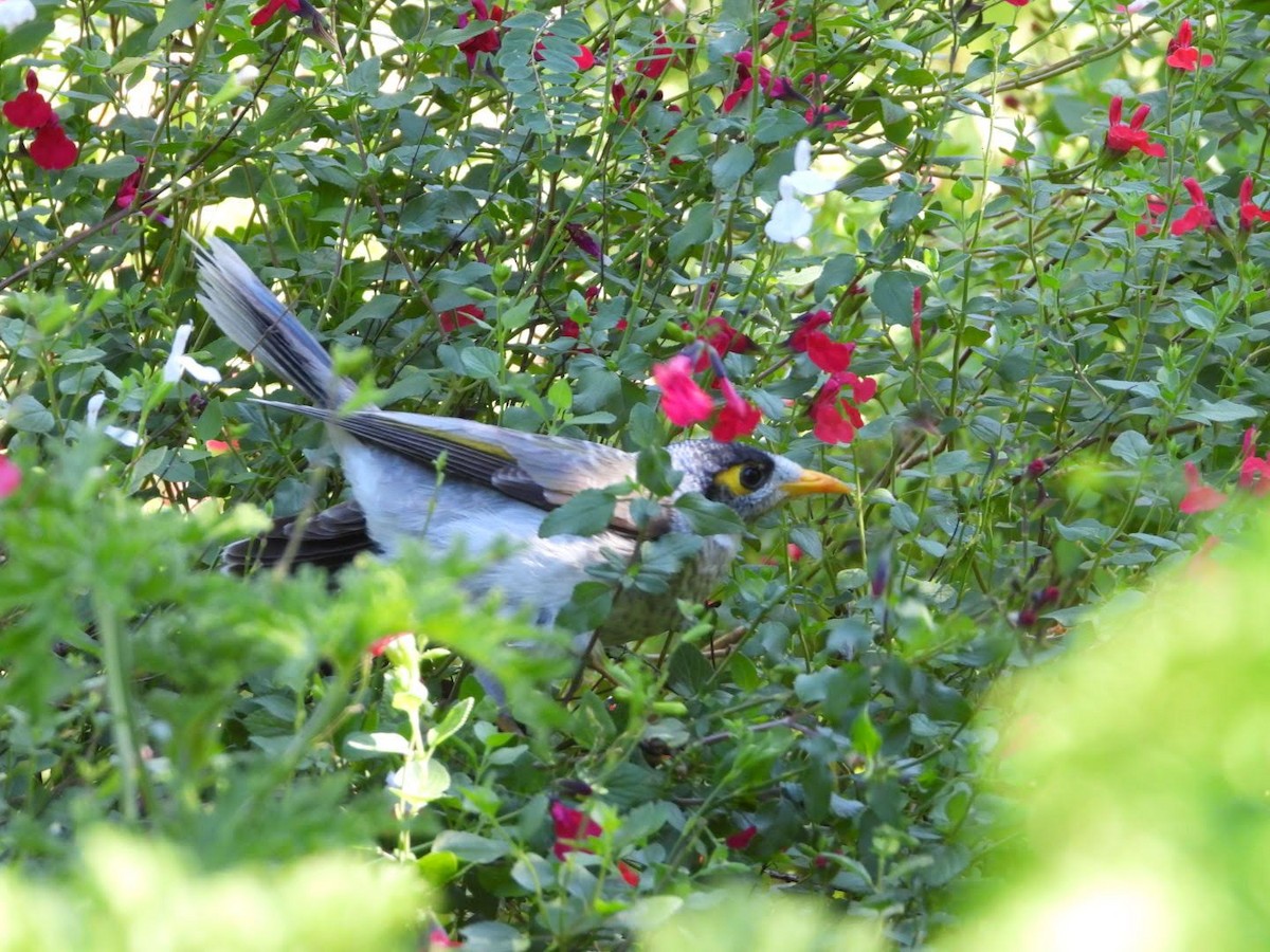 Noisy Miner - ML566219521