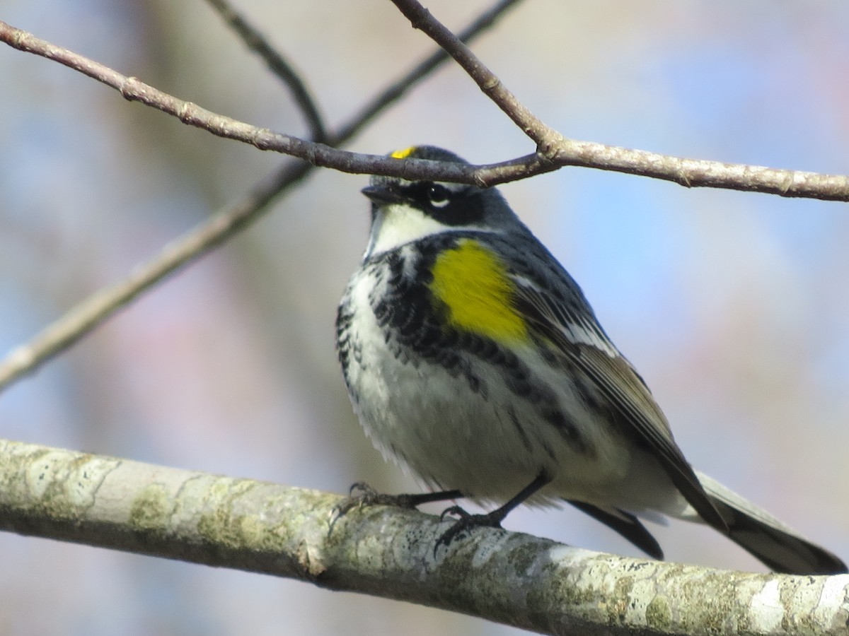 Yellow-rumped Warbler (Myrtle) - Jerry Smith