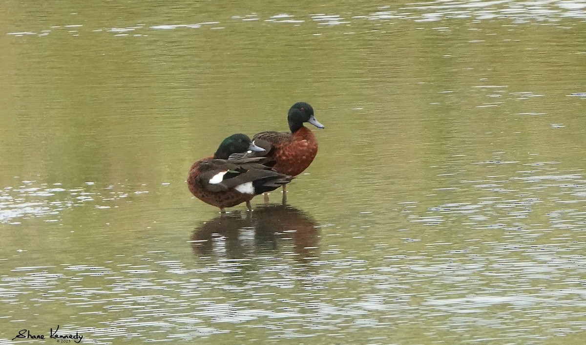 Chestnut Teal - ML566220271