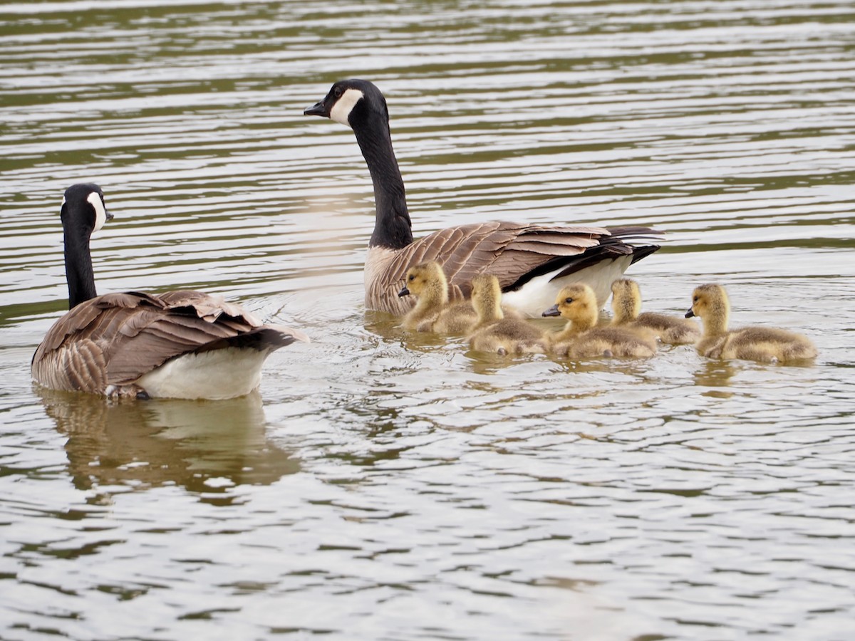 Canada Goose - Wendy Feltham