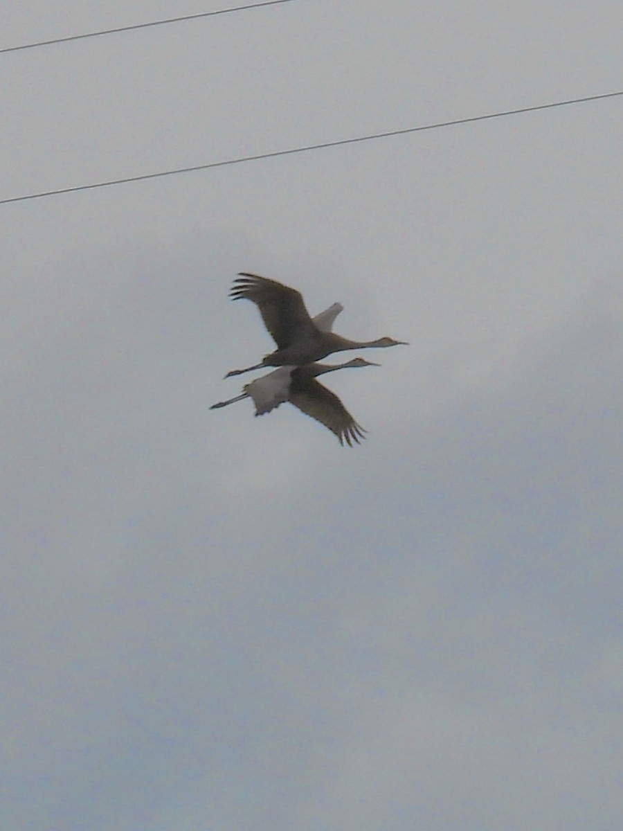 Sandhill Crane - ML566221281