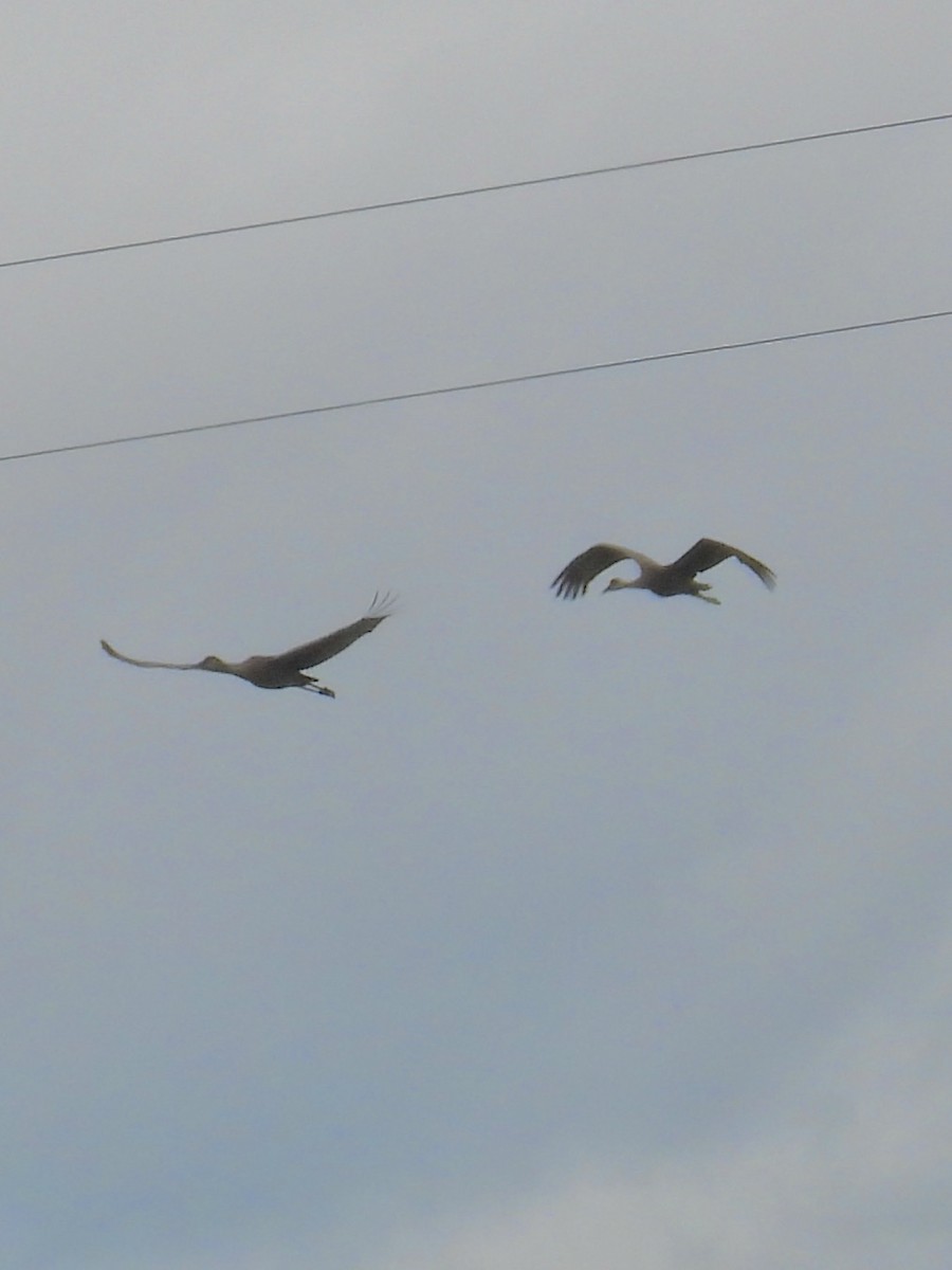 Sandhill Crane - ML566221301