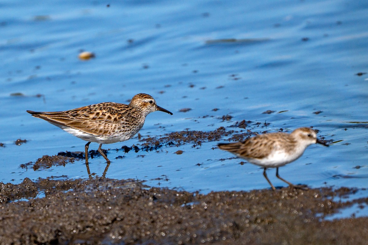 White-rumped Sandpiper - Dori Eldridge