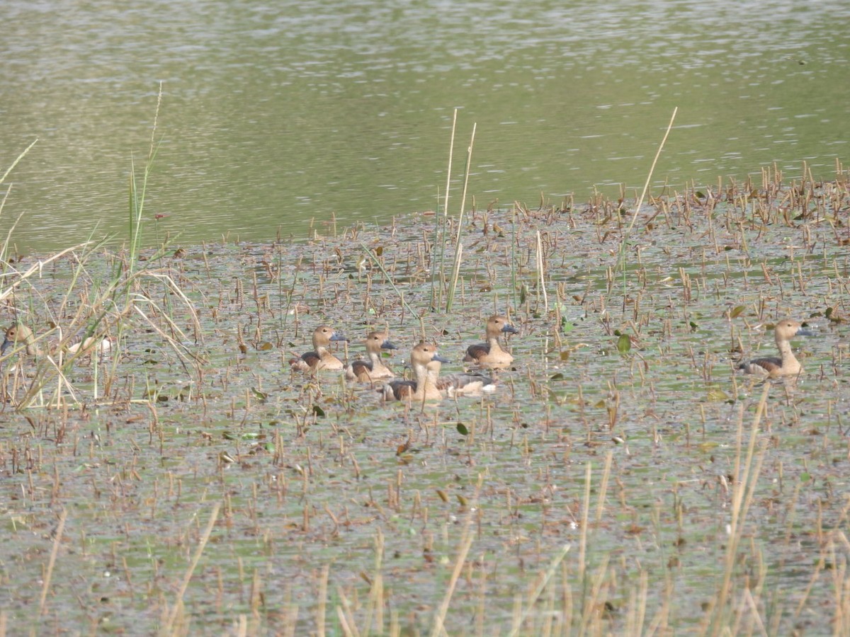 Модны анхир - ML566222441