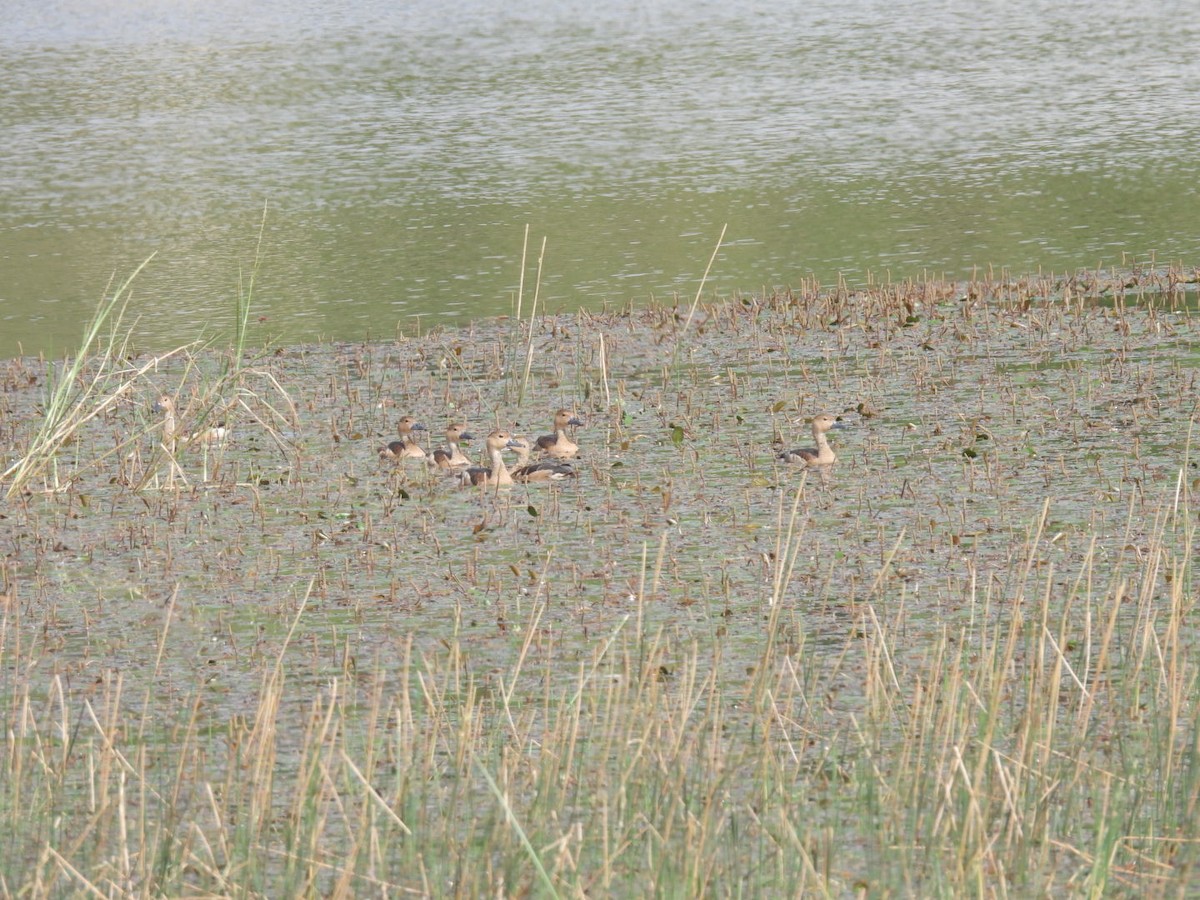 Модны анхир - ML566222451