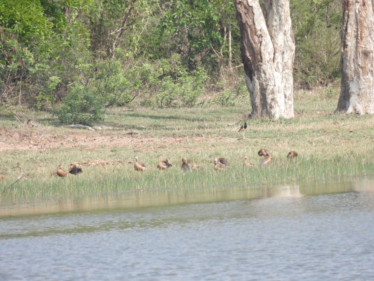 Модны анхир - ML566222561