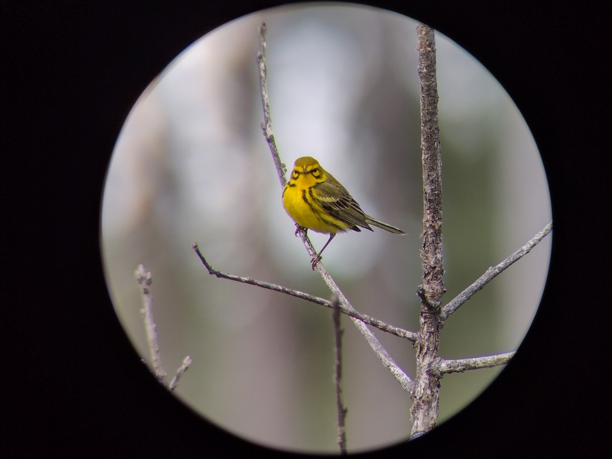 Prairie Warbler - ML566223611