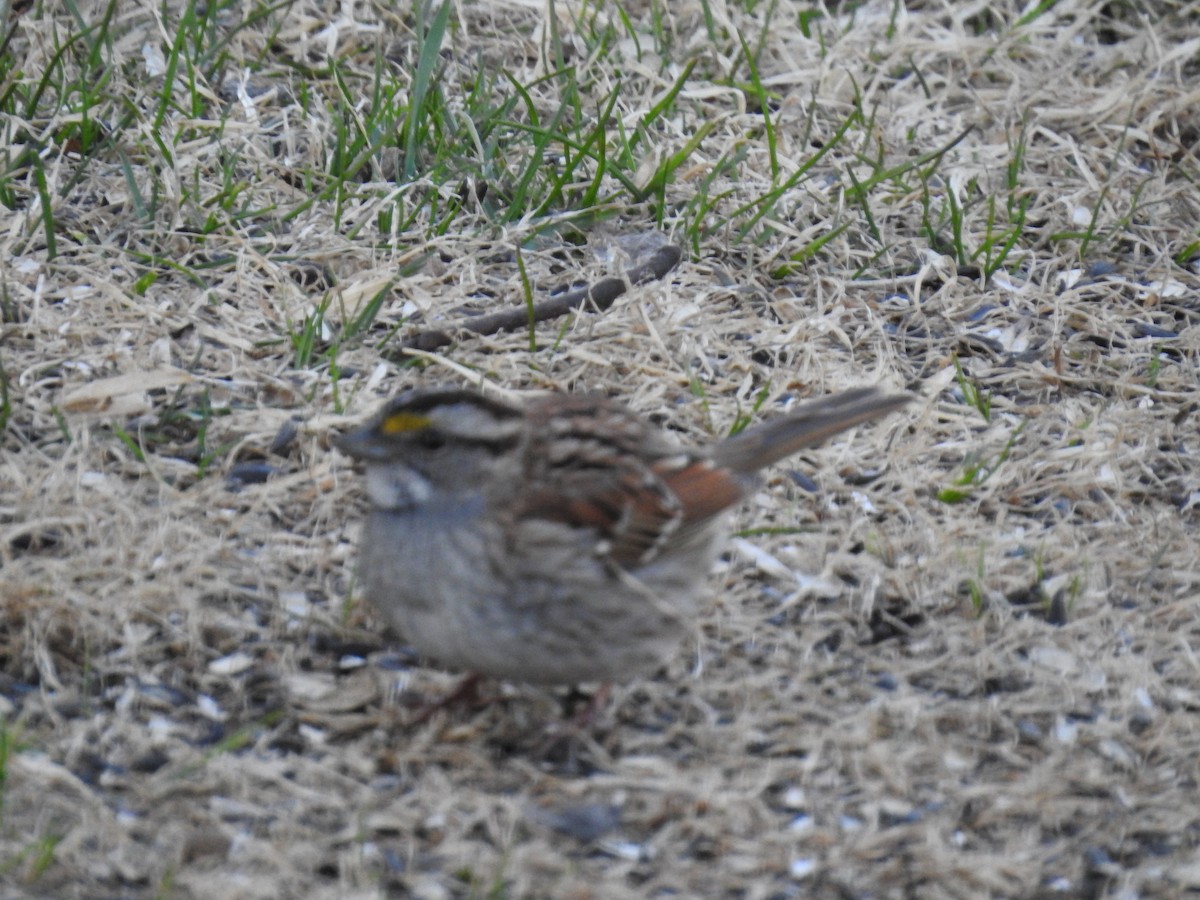 White-throated Sparrow - ML566223711