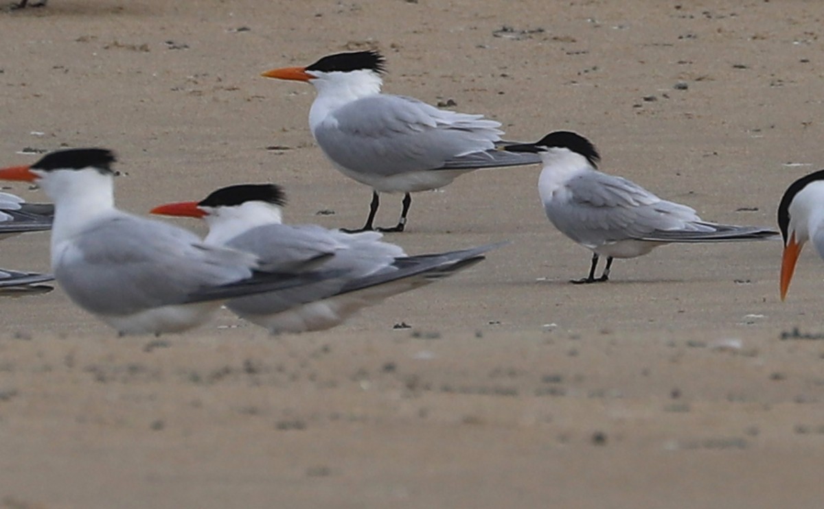 Пестроносая крачка (acuflavidus) - ML566223751