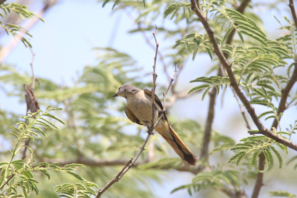 Small Minivet - ML56622391