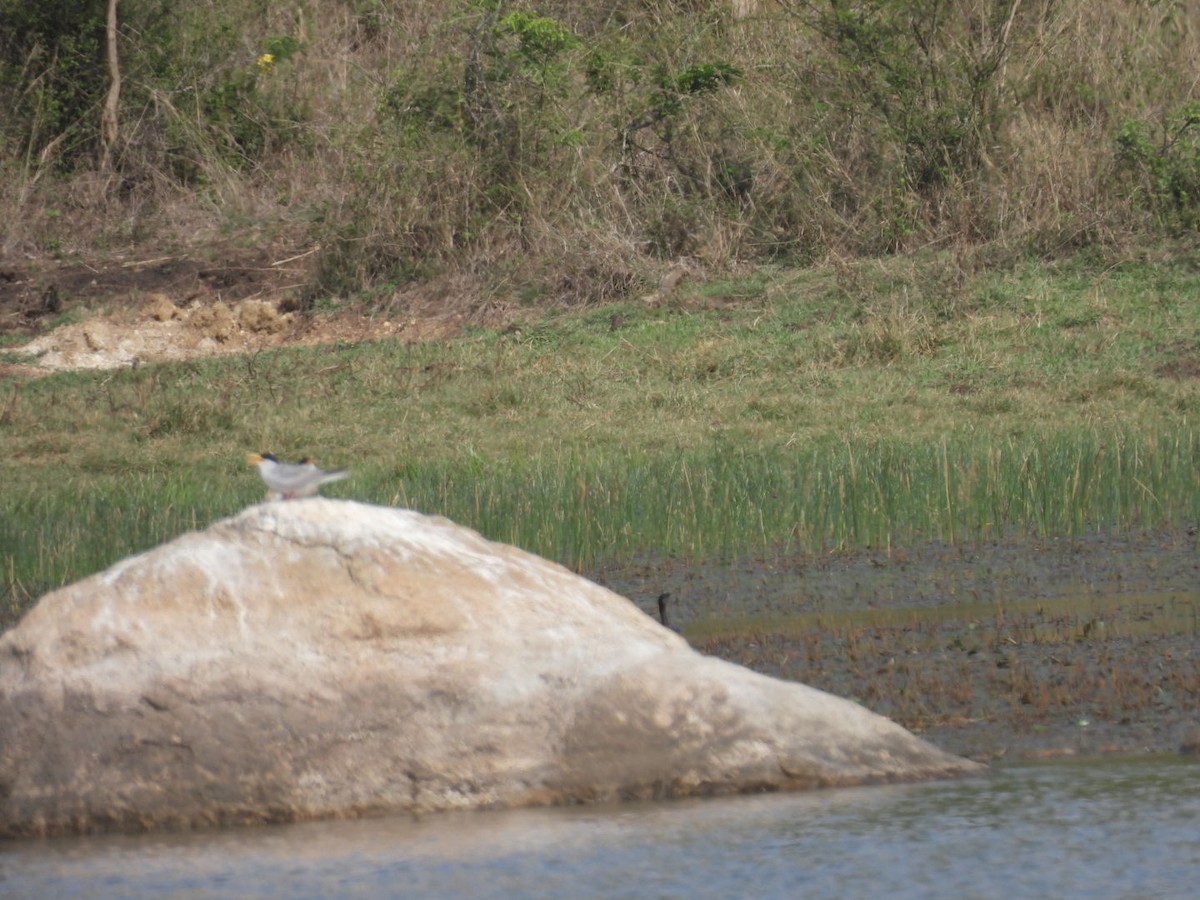 River Tern - ML566223951