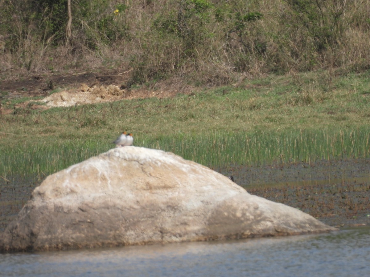River Tern - ML566223961