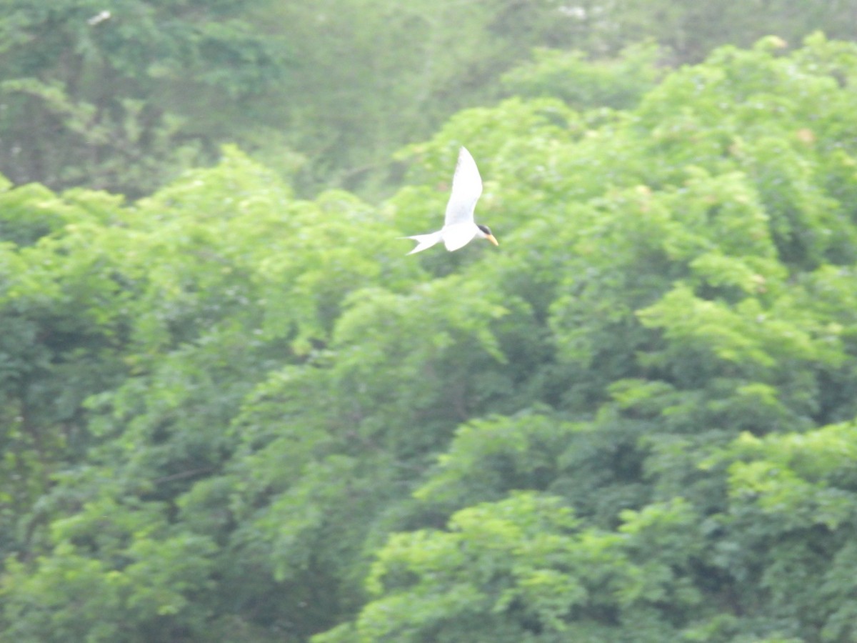 River Tern - ML566223971