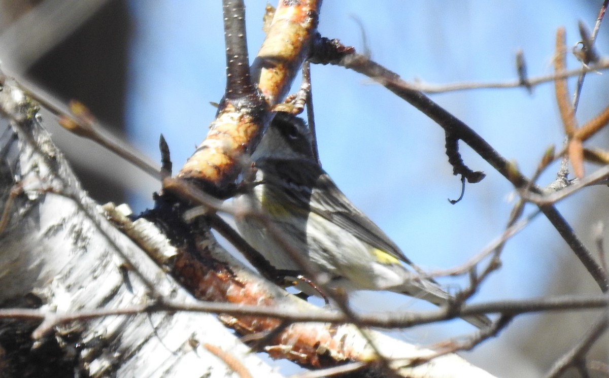 Yellow-rumped Warbler - Les Gunderson