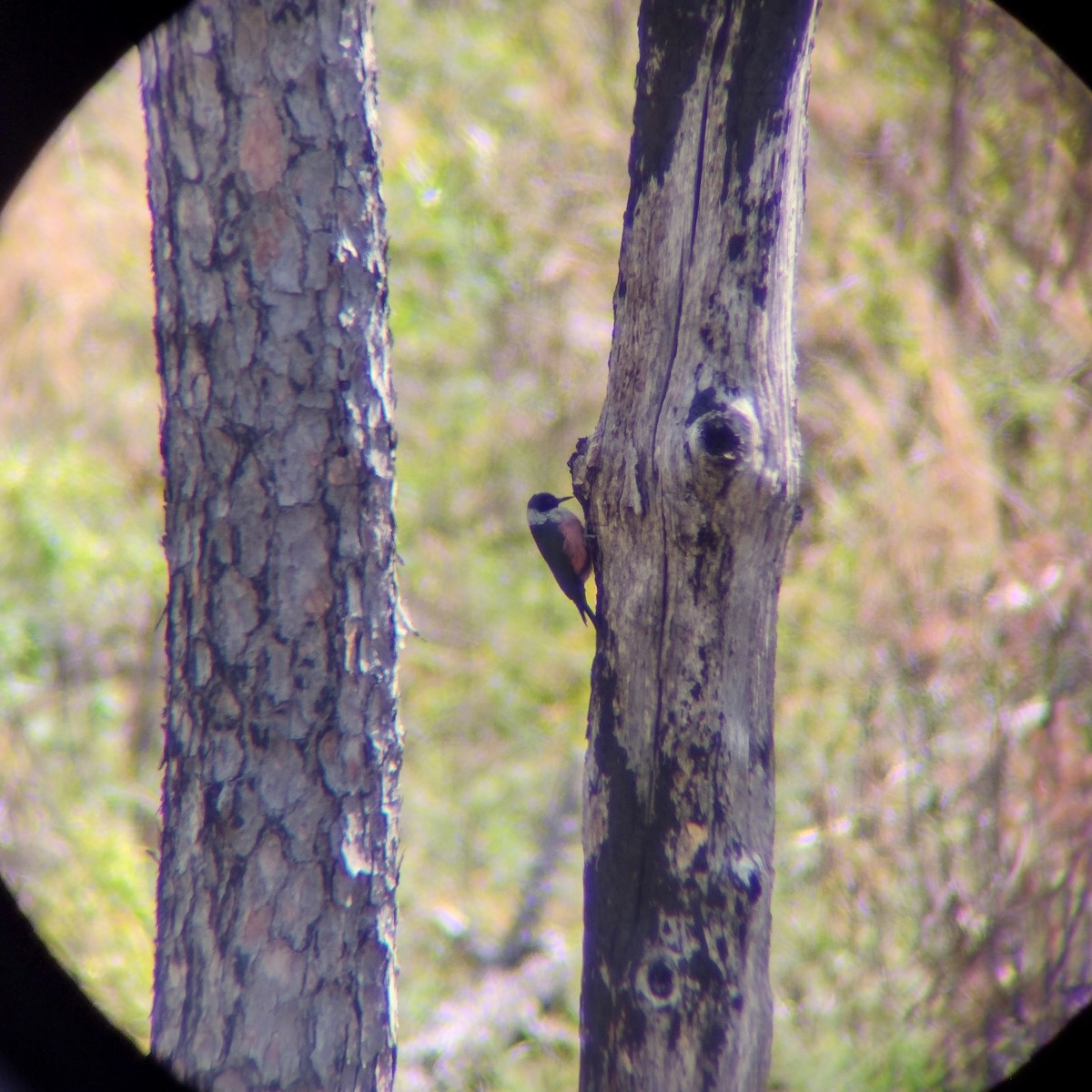 Lewis's Woodpecker - ML566224331