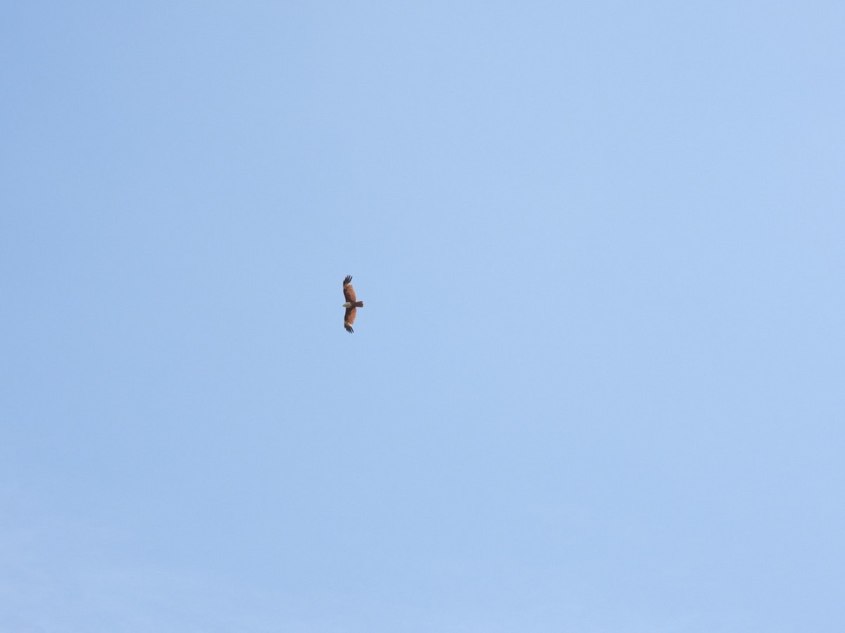 Brahminy Kite - ML566224521