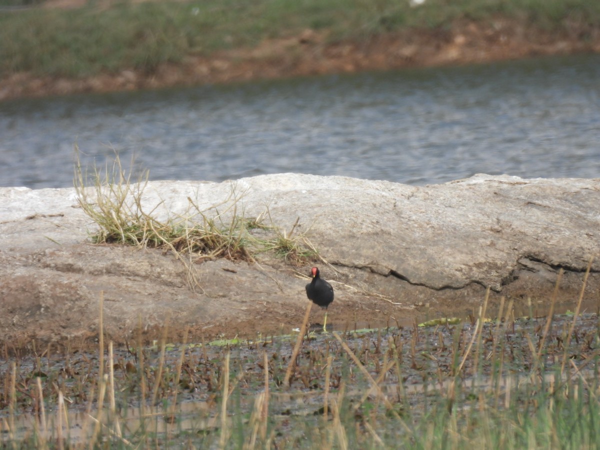 Хажилгат түнжүүр - ML566225221