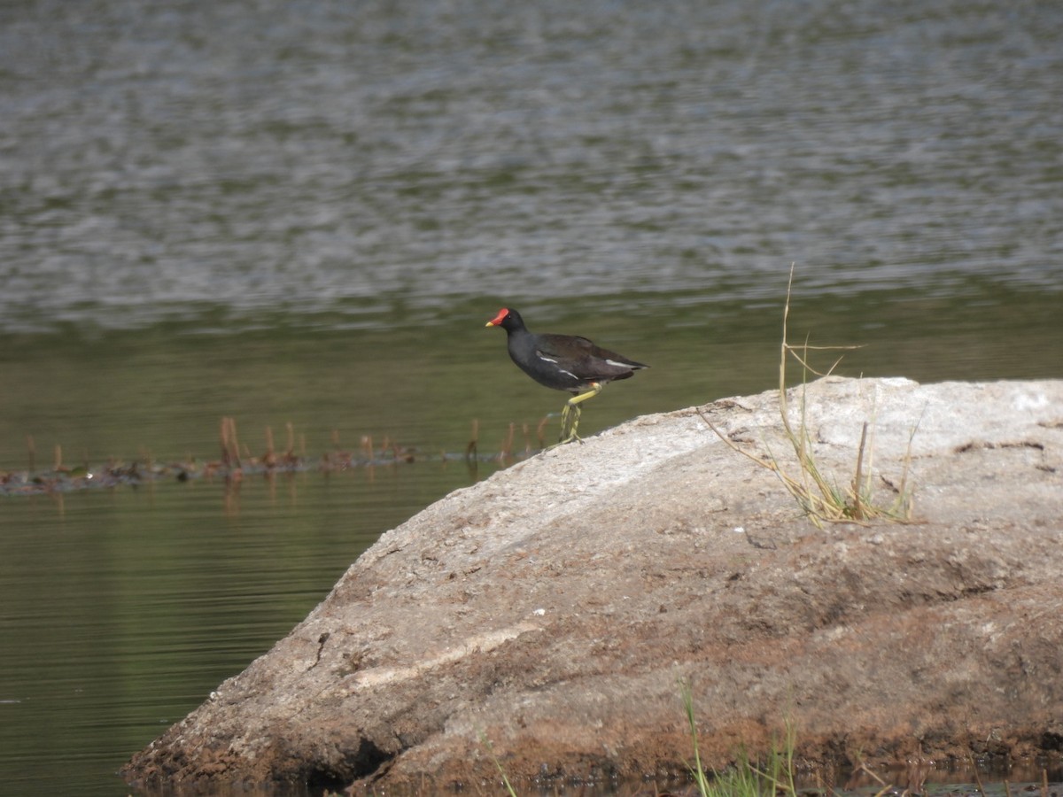 Хажилгат түнжүүр - ML566225231