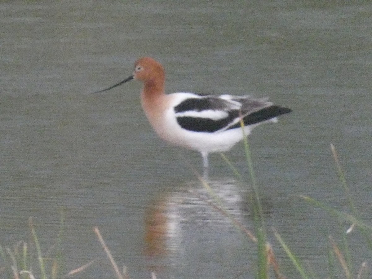 Avocette d'Amérique - ML566225251