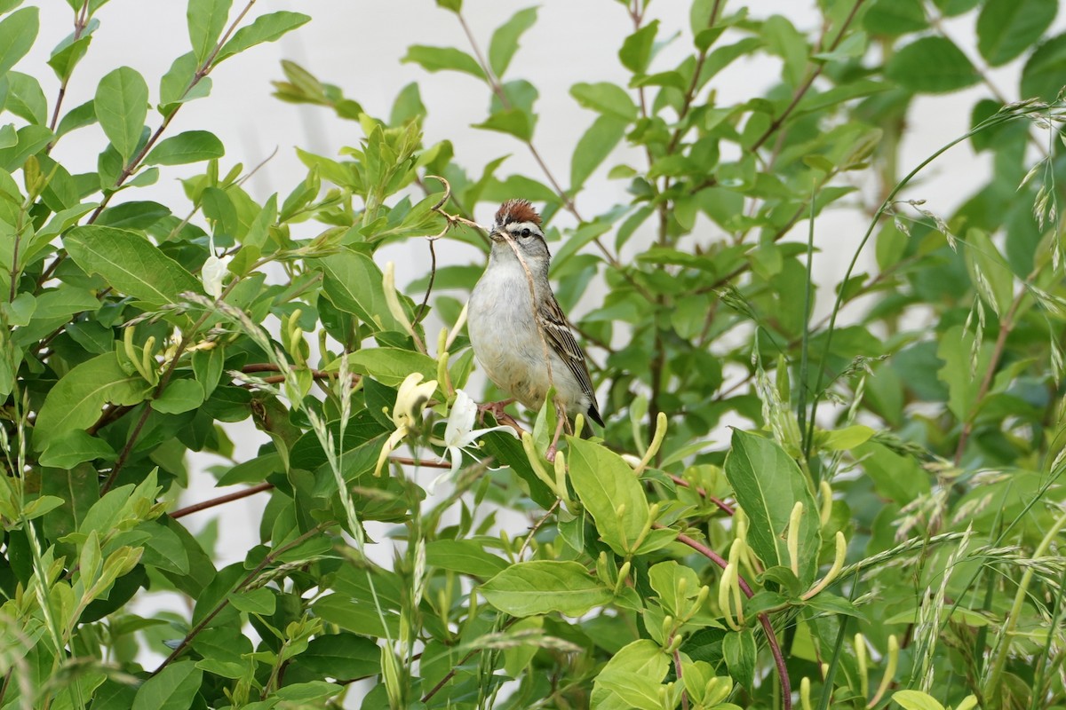 Chipping Sparrow - ML566225381