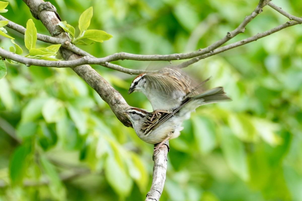 Chipping Sparrow - ML566225391