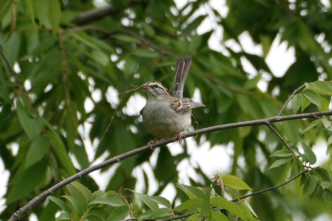 Chipping Sparrow - ML566225871
