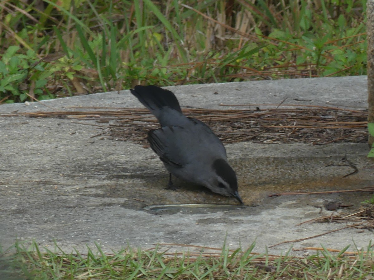 Gray Catbird - ML566226621