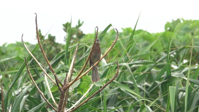 Bulbul à oreillons bruns - ML566227721