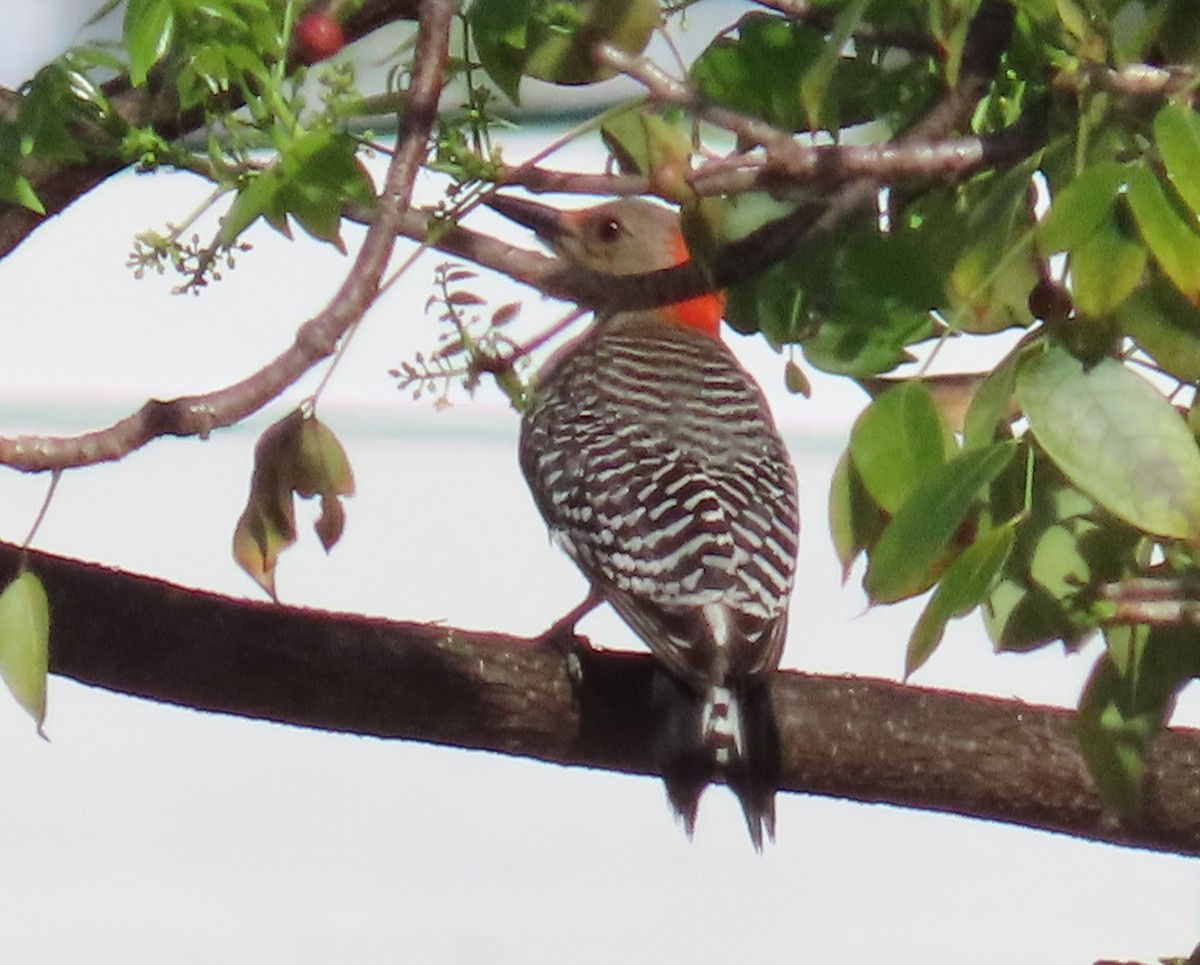 Red-bellied Woodpecker - ML566227791