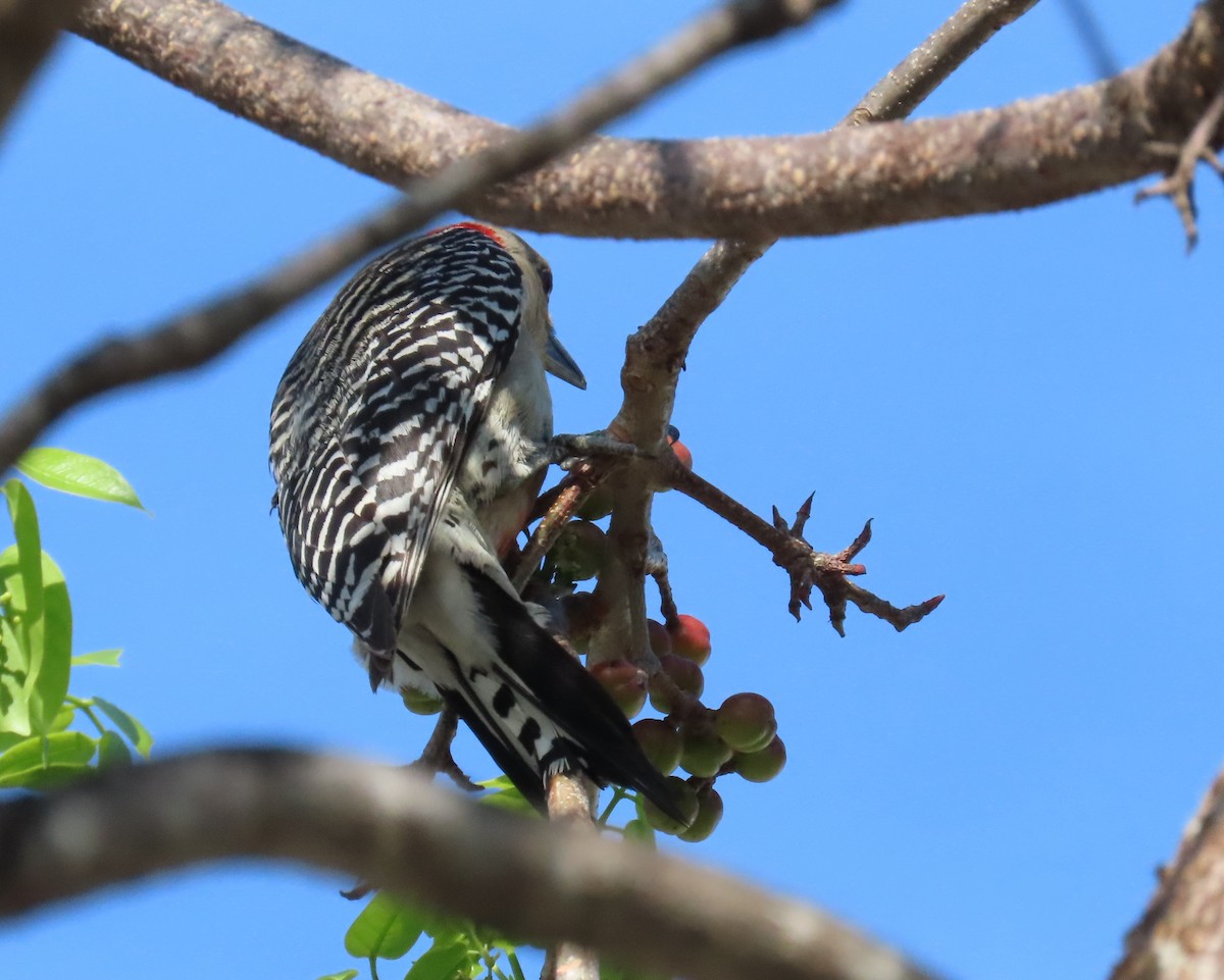 Red-bellied Woodpecker - ML566227801