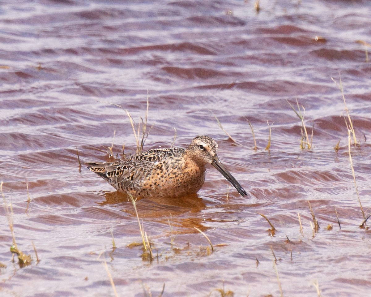 Long-billed Dowitcher - ML566228231
