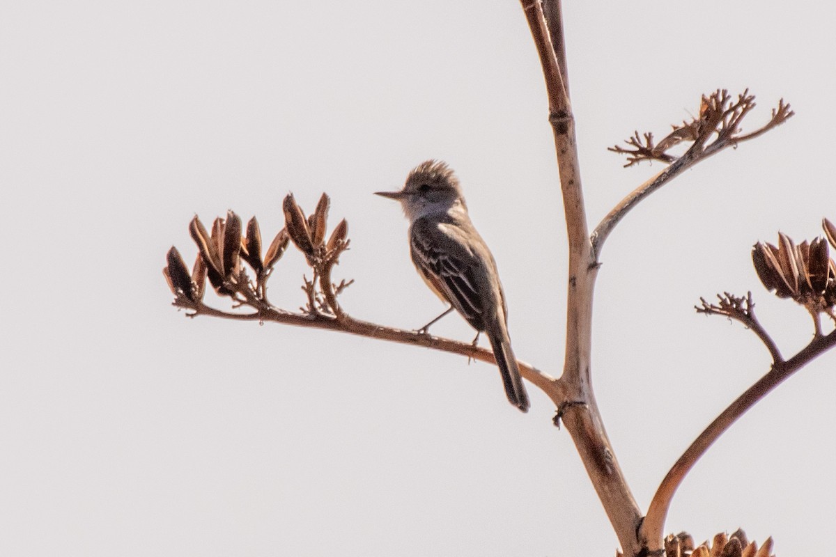 Dusky Flycatcher - ML566228241