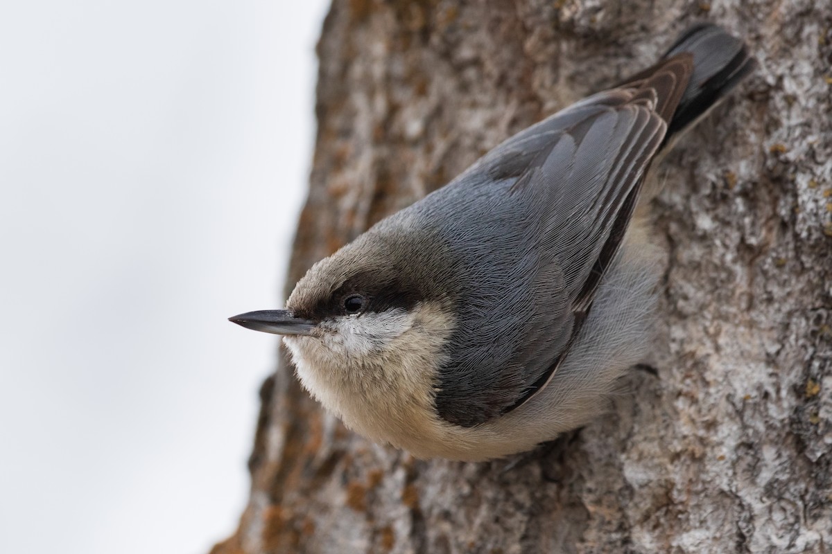 Pygmy Nuthatch - ML566228891