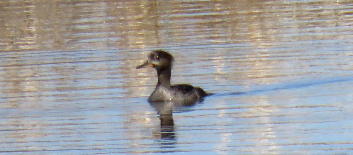 Hooded Merganser - ML566229131