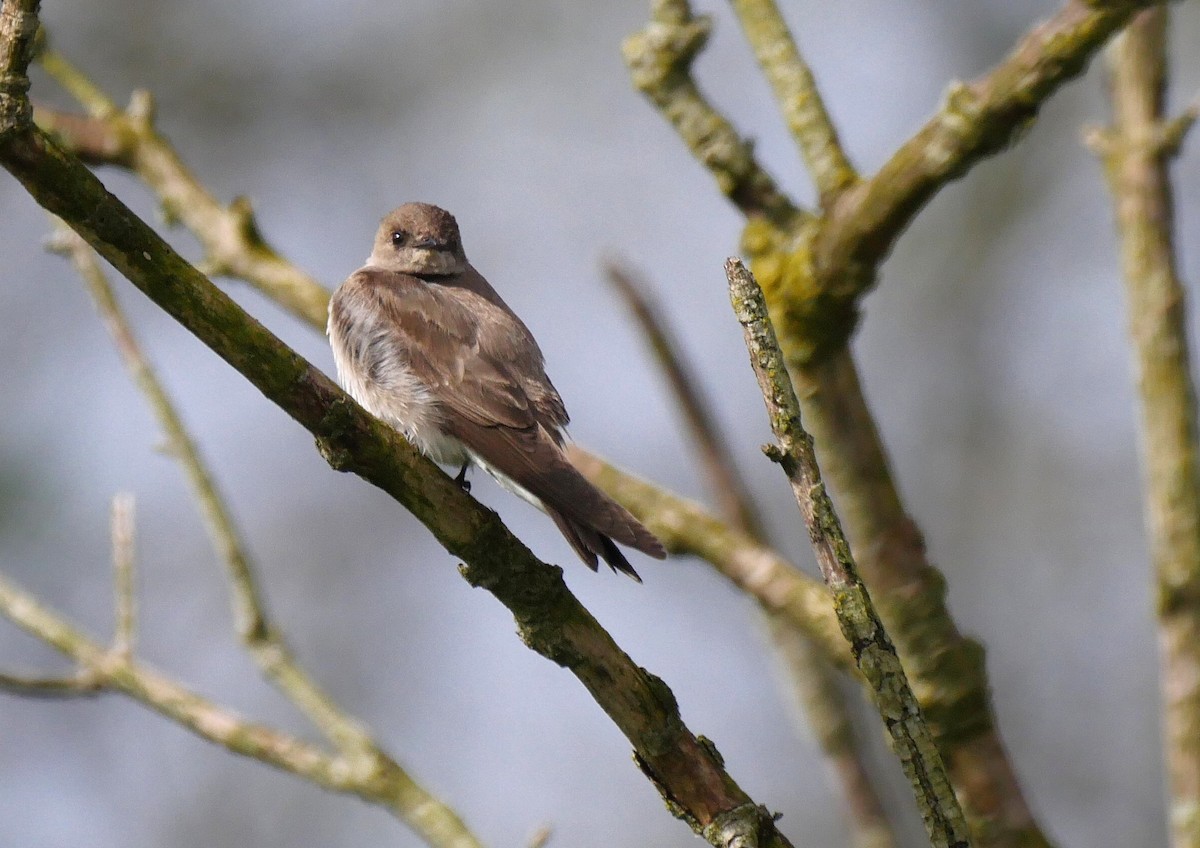 Northern Rough-winged Swallow - ML566229431